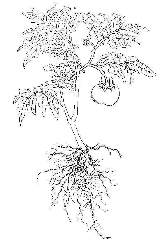 tomato